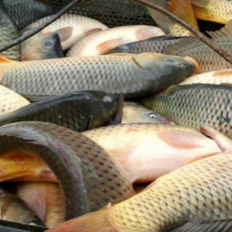 Balıq qıtlığı qapıdadır: Xəzərin çirklənməsi bazara necə zərbə vurur?