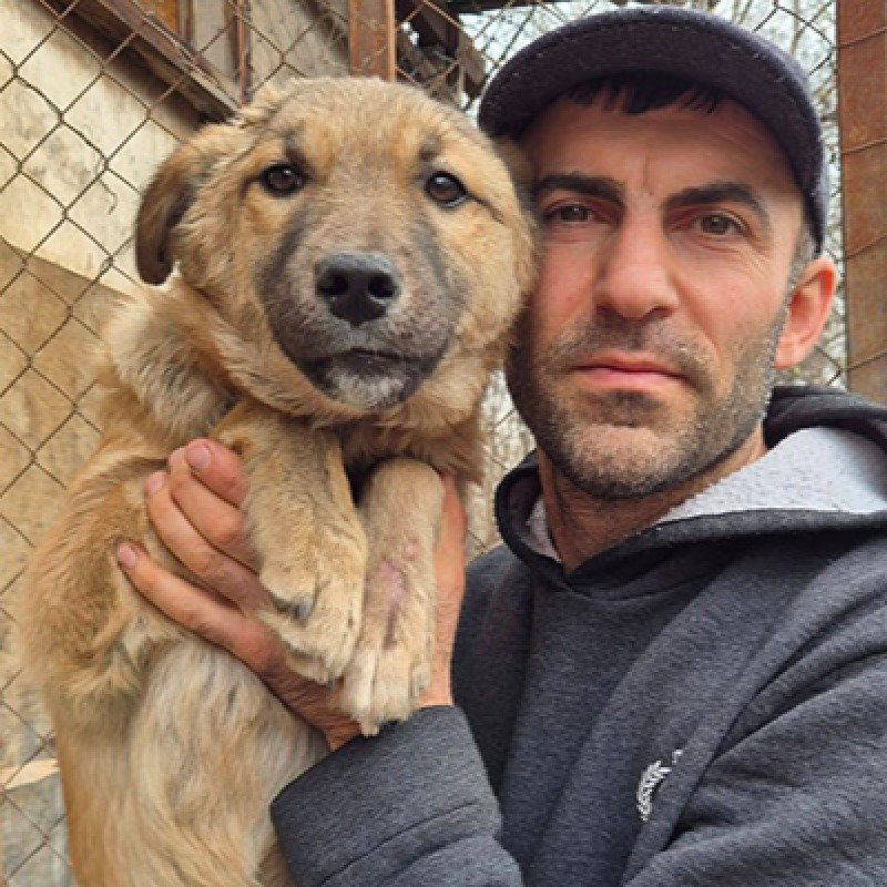 Sığınacaq dağılsa, 400 itin taleyi necə olacaq? - Rəsmi açıqlama