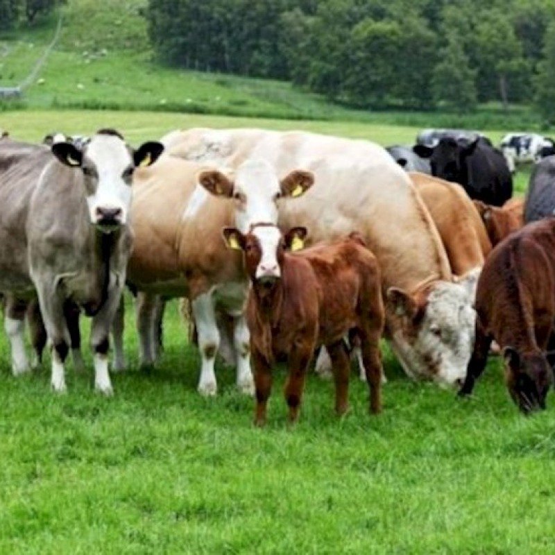 Rusiyadan mal-qara idxalı kəskin azalıb – Qiyməti 1761 manatdan 752 manata düşüb