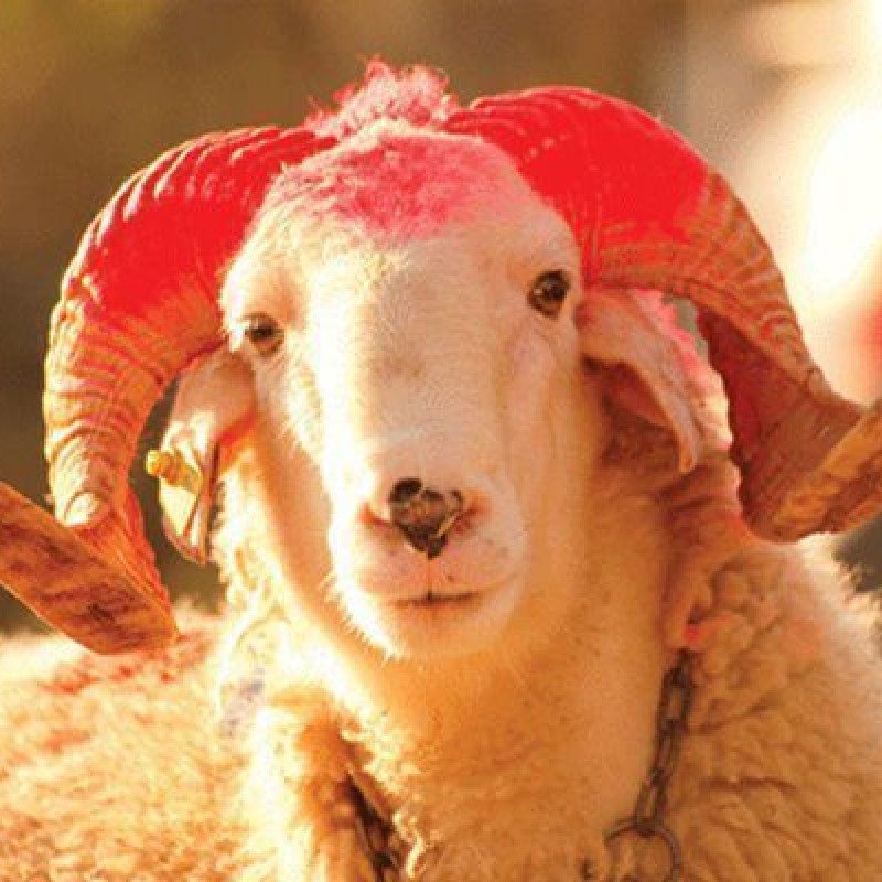 Azərbaycanda Qurban bayramı qeyd olunur